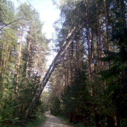 Деревья над дорогой