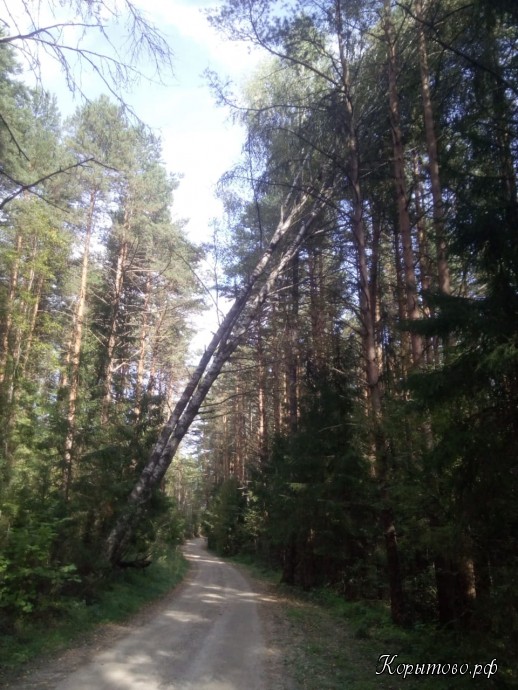 Деревья над дорогой